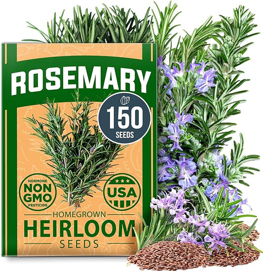 HOME GROWN 𝗨𝗦𝗔 𝗣𝗥𝗘𝗠𝗜𝗨𝗠 Rosemary Seeds Pack - 150 High Germinating 𝗡𝗢𝗡-𝗚𝗠𝗢 Heirloom