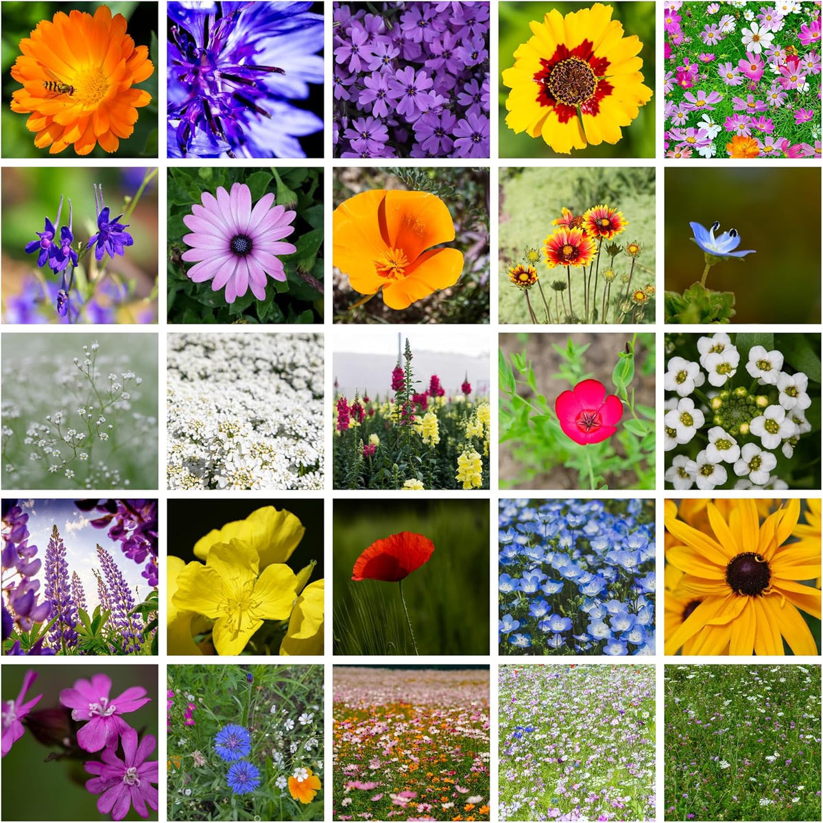 Wildflower Seeds Bulk - Meadow Wildflower Seed Mix, 5 Lbs Bulk, Annual & Perennial Wildflowers