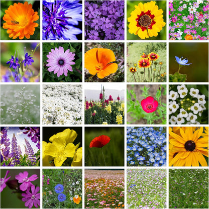 Wildflower Seeds Bulk - Meadow Wildflower Seed Mix, 5 Lbs Bulk, Annual & Perennial Wildflowers