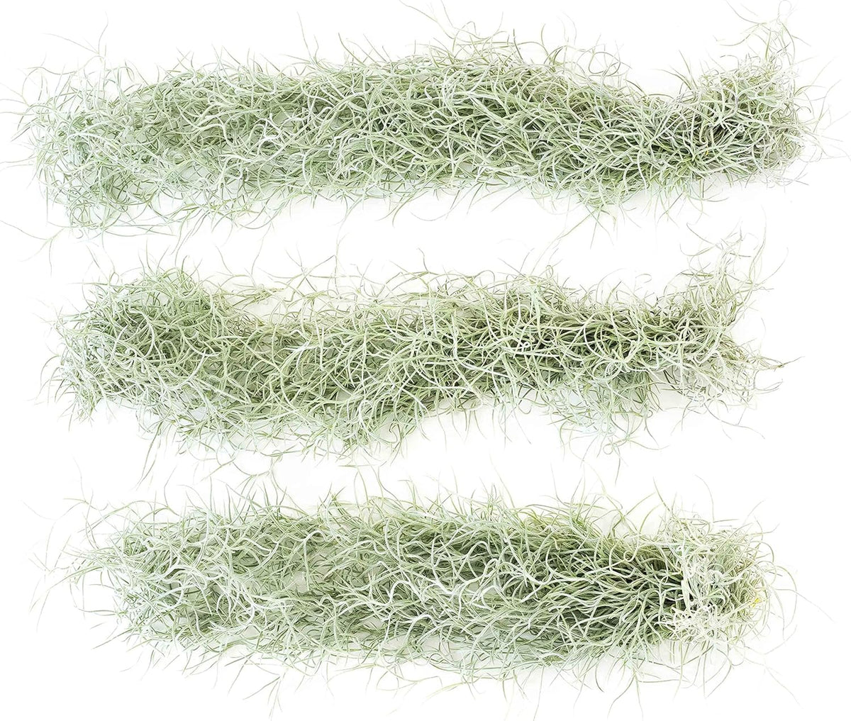 6 Pack Thick Colombian Spanish Moss Live Strands with Wire Hook - Tillandsia Usneiodes - Live