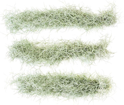 6 Pack Thick Colombian Spanish Moss Live Strands with Wire Hook - Tillandsia Usneiodes - Live