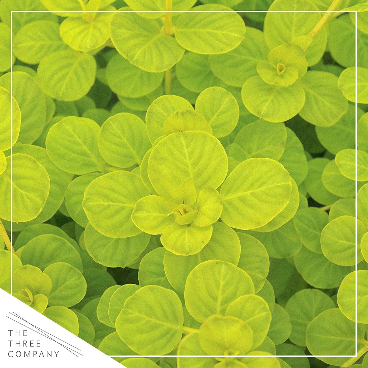 Creeping Jenny Live Plant (Lysimachia nummularia) - 4 Plants Per Pack - Healthy Trailing Perennial