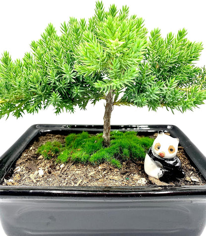 Live Dwarf Juniper Bonsai Tree 4-5years Old with Cute Ceramic Panda | Juniper or Jade Bonsai Tree |