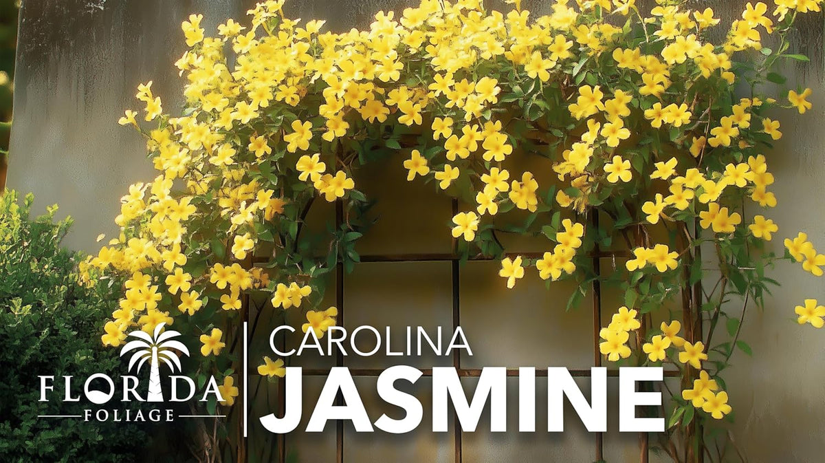 Carolina Jasmine | 20 Live Plants | Gelsemium sempervirens | Fast-Growing Flowering Vine for