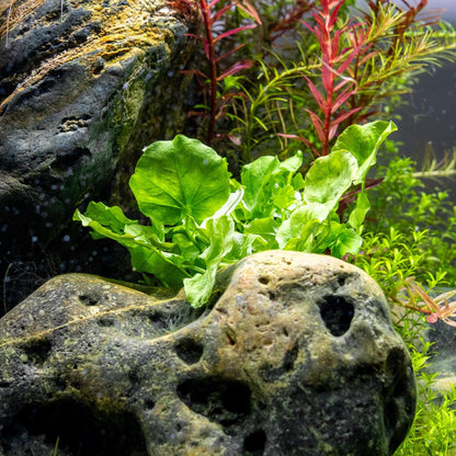 Ultum Nature Systems Cardamine Lyrata Vietnam Tissue Culture Live Plant for Aquarium, Aquascape