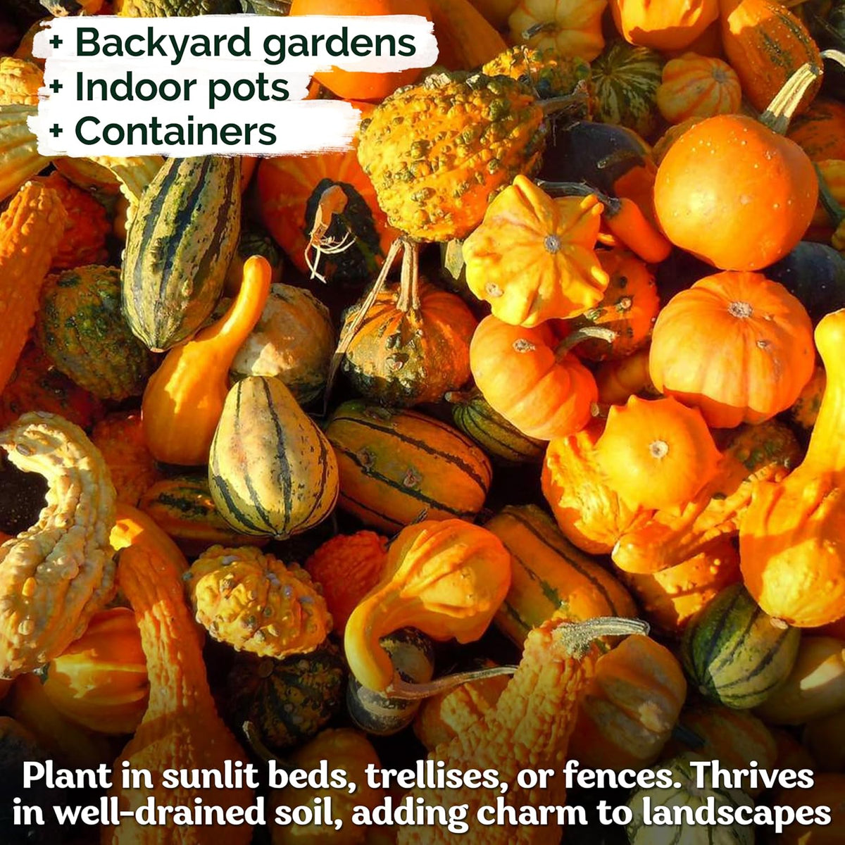 KVITER 50 Small Gourd Seeds Mix (Cucurbita Pepo) – Ornamental Fall Decor Gourds, Non GMO & Organic