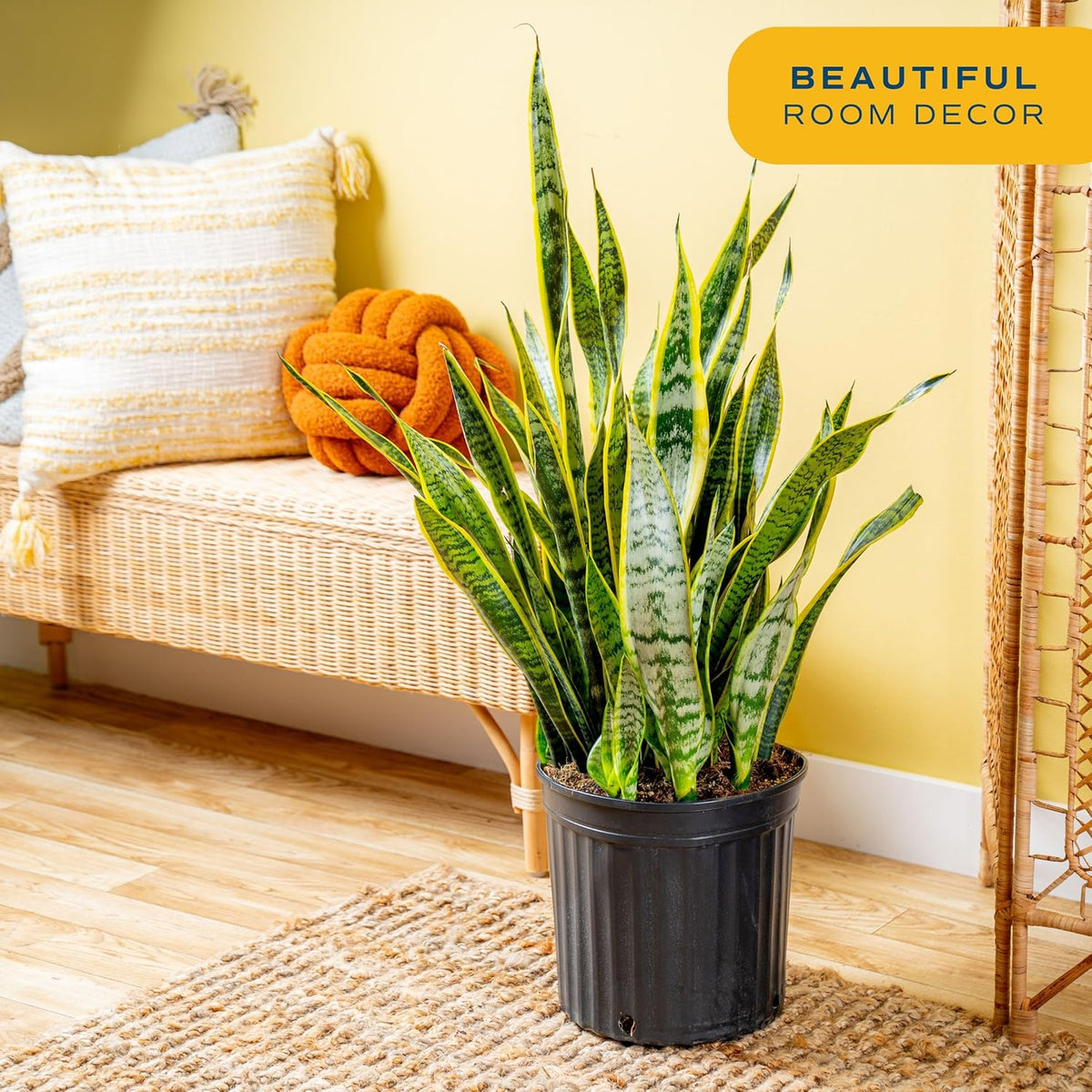 Costa Farms Snake Plant Live Plant | 3-4 Feet Tall Indoor Houseplant | Potted in 12-Inch Planter