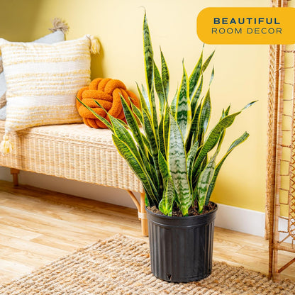 Costa Farms Snake Plant Live Plant | 3-4 Feet Tall Indoor Houseplant | Potted in 12-Inch Planter