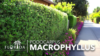 Podocarpus Macrophyllus Japanese Yew | 20 Live Plants | Podocarpus macrophyllus | Privacy Hedge