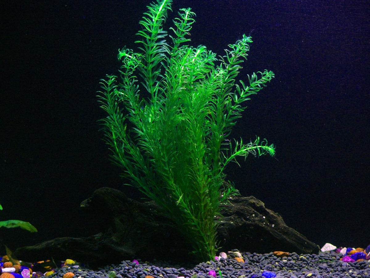 24 Plants Bundle / 6 Species Live Aquarium Plants Package - Microsorum, Amazon Sword, Anubias