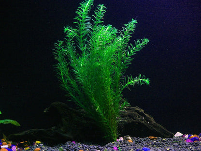 24 Plants Bundle / 6 Species Live Aquarium Plants Package - Microsorum, Amazon Sword, Anubias