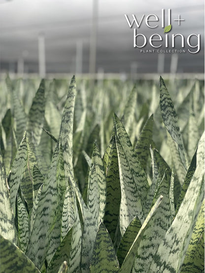Nature's Way Farms, Sansevieria Zeylanica, Snake Plant, Live Houseplant, Easy Care, Air-Purifying