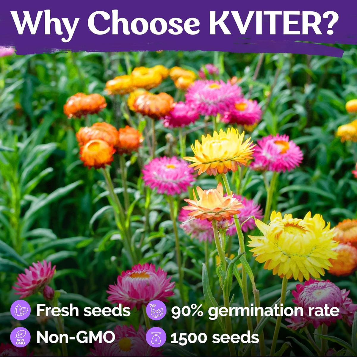 KVITER 1,500 Tall Mix Strawflower Seeds for Planting (Xerochrysum/Helichrysum Bracteatum) — Golden
