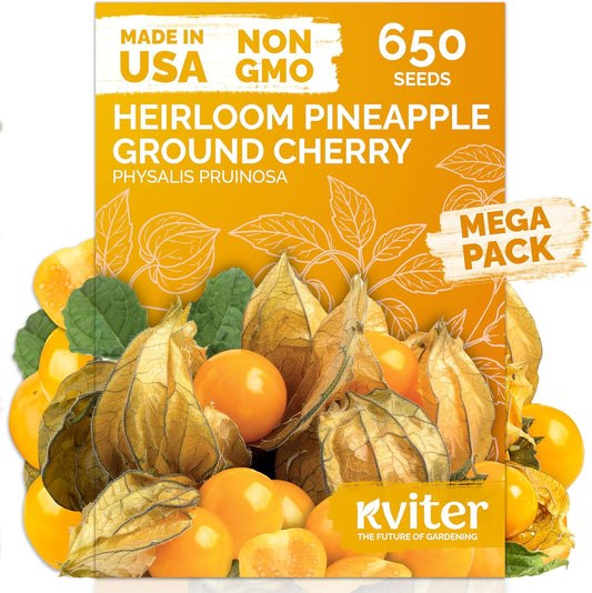 KVITER 650 Aunt Molly Ground Cherry Seeds for Planting (Physalis pruinosa) – Non GMO & Heirloom