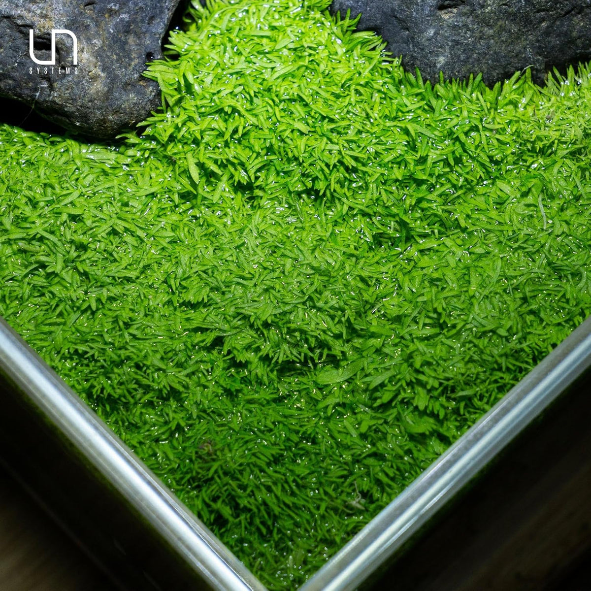 UNS Snail Free TC Utricularia Graminifolia (UG) - Medium to High Light, Bright Green Accent Aquatic