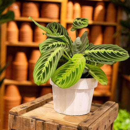 Maranta 'Lemon Lime' Live Plant for Indoor | Different Houseplants in 4'' & 6'' Pot | Real House