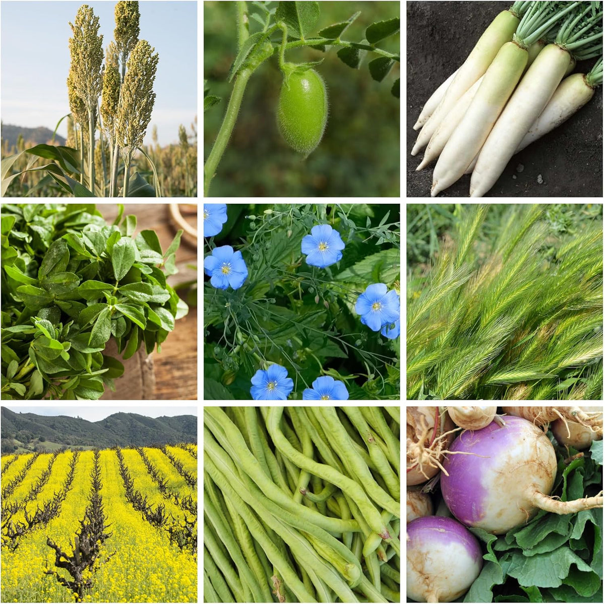 No-Till Forage Friendly Cover Crop Seed Mix – 5 lb, Covers 1,000 Sq. Ft. – 9 Winter-Kill Varieties