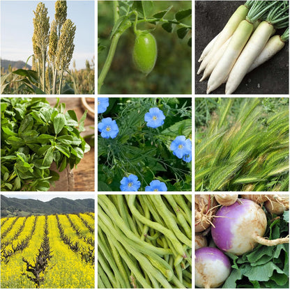 No-Till Forage Friendly Cover Crop Seed Mix – 5 lb, Covers 1,000 Sq. Ft. – 9 Winter-Kill Varieties