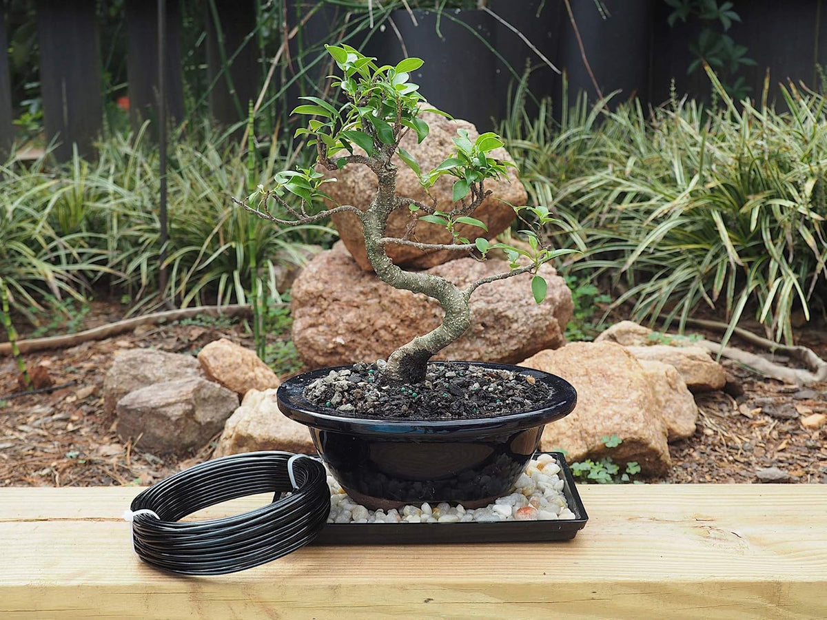 Anodized Aluminum 2.5mm Bonsai Training Wire 250g Large Roll (60 feet) - Choose Your Size and Color