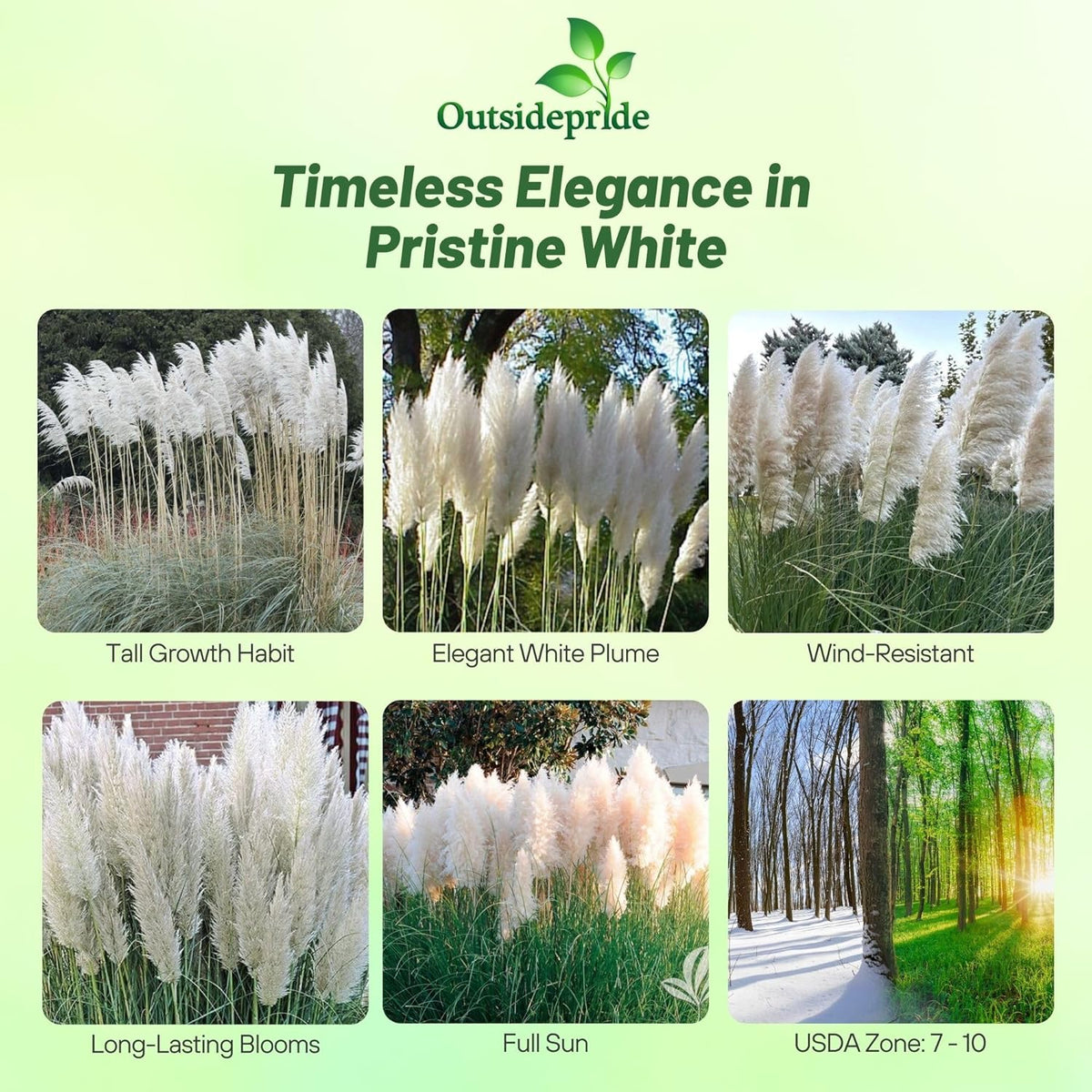 Outsidepride White Pampas Grass Seeds – 1,000 Pcs. Perennial, Drought-Tolerant Ornamental Grass for