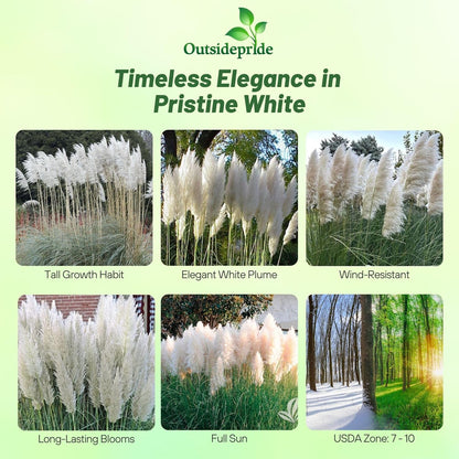 Outsidepride White Pampas Grass Seeds – 1,000 Pcs. Perennial, Drought-Tolerant Ornamental Grass for