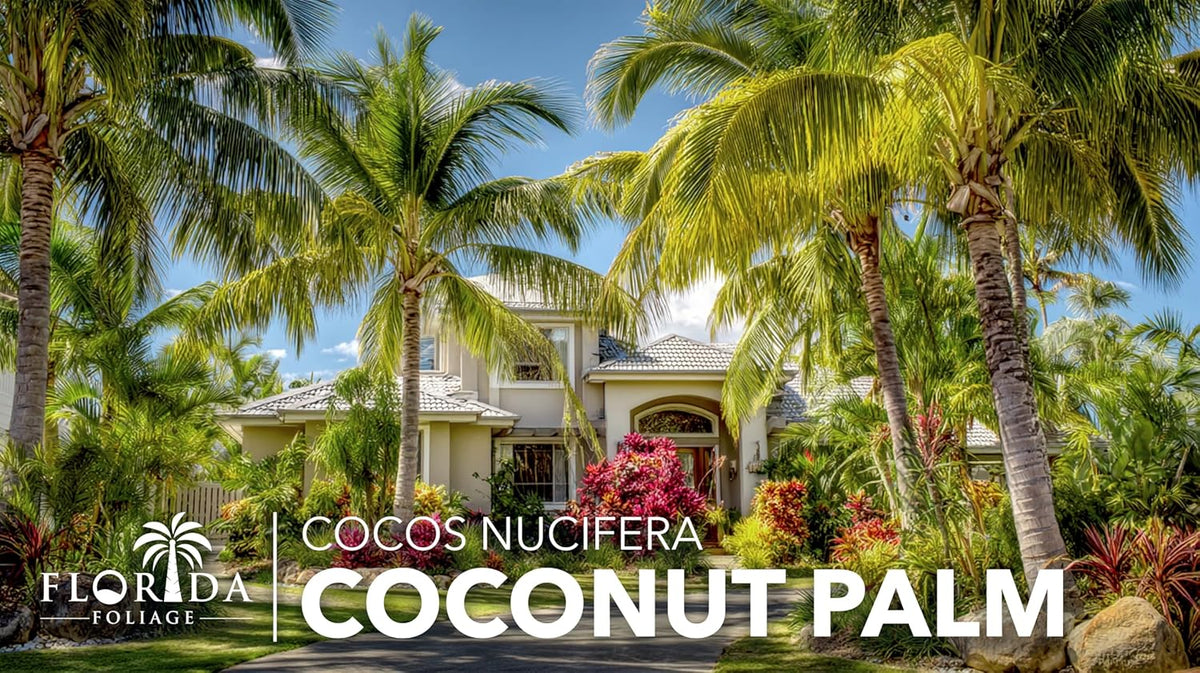 Coconut Palm | 1 Large Gallon Size Plant | Cocos nucifera | Tropical Landscaping, Indoor Tree