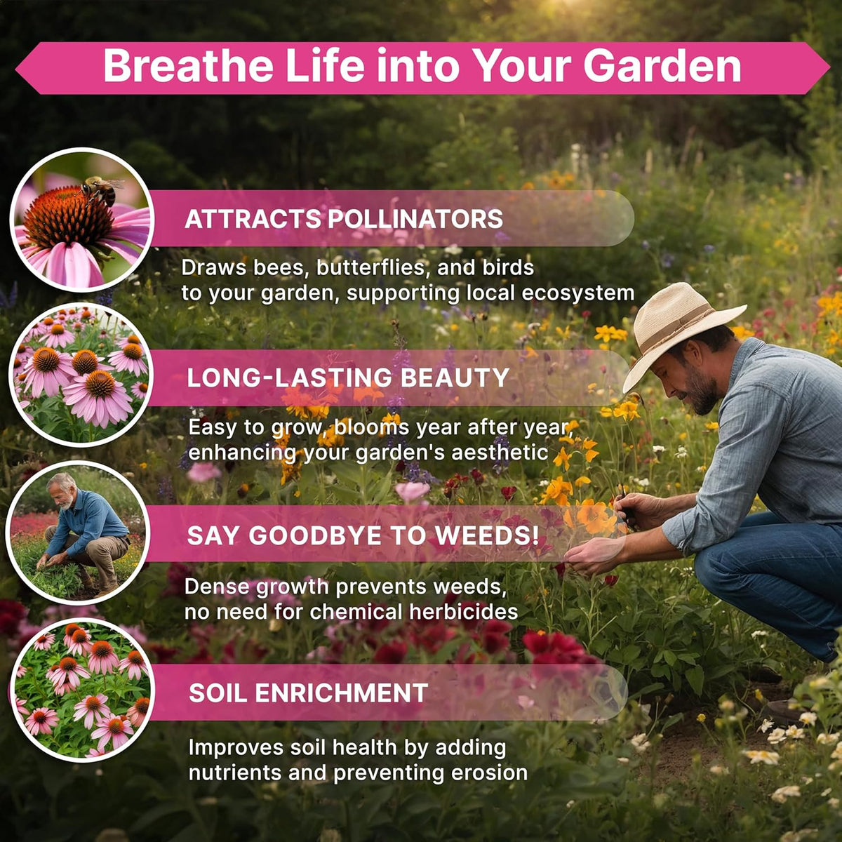Organo Republic Echinacea Seeds Pack 1 oz - Over 9,300 Non-GMO Heirloom Echinacea Seeds for