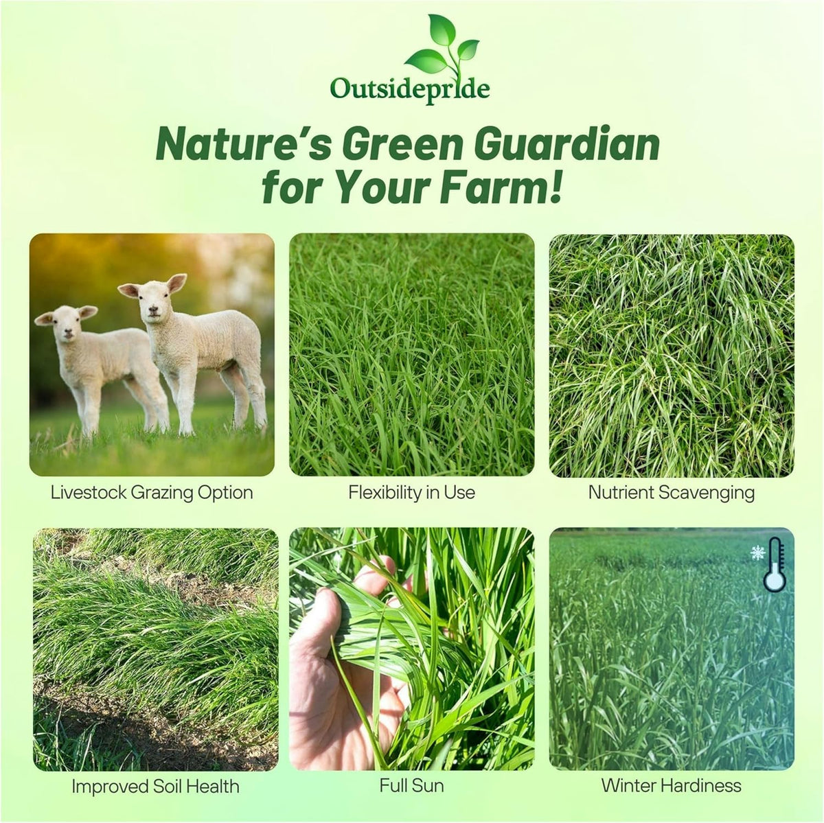 Outsidepride Ryegrass Seeds - 25 lb. Annual, Hardy & Fast-Growing, Cover Crop Seeds for Planting