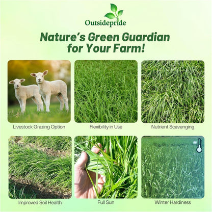 Outsidepride Ryegrass Seeds - 25 lb. Annual, Hardy & Fast-Growing, Cover Crop Seeds for Planting