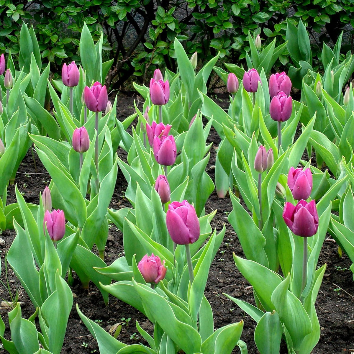 Lavender Purple Triumph Tulip Flowers – Gardener’s Favorite 10‑Bulbs| Pure & Variegated