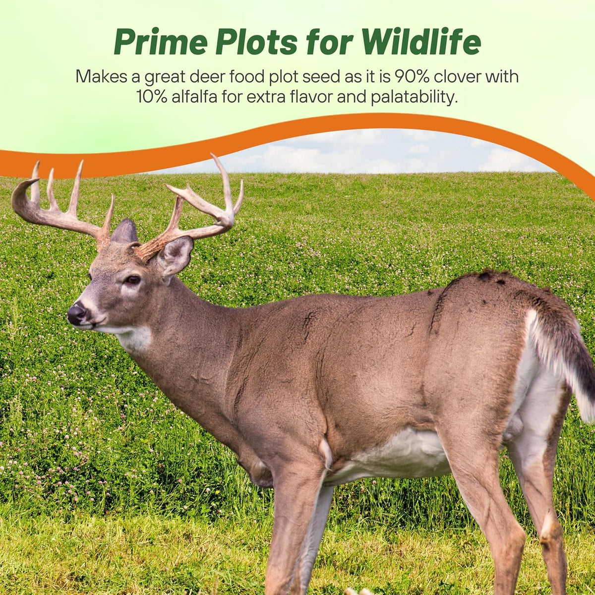 Outsidepride Perennial Clover King Seed Mix - 10 lbs Nitrocoated, Inoculated, Heat & Cold Tolerant