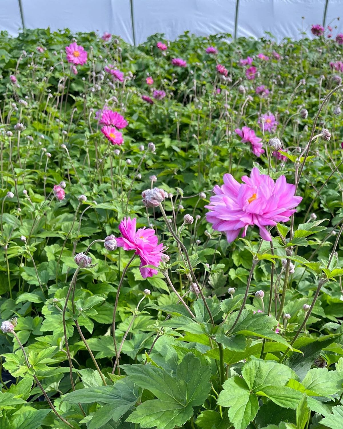 Perennial Farm Anemone x Hybrida 'Pamina' – Live Windflower in #1 Container, Semi-Double Deep