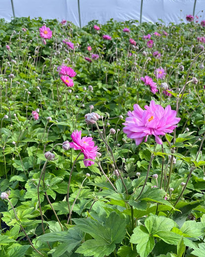 Perennial Farm Anemone x Hybrida 'Pamina' – Live Windflower in #1 Container, Semi-Double Deep