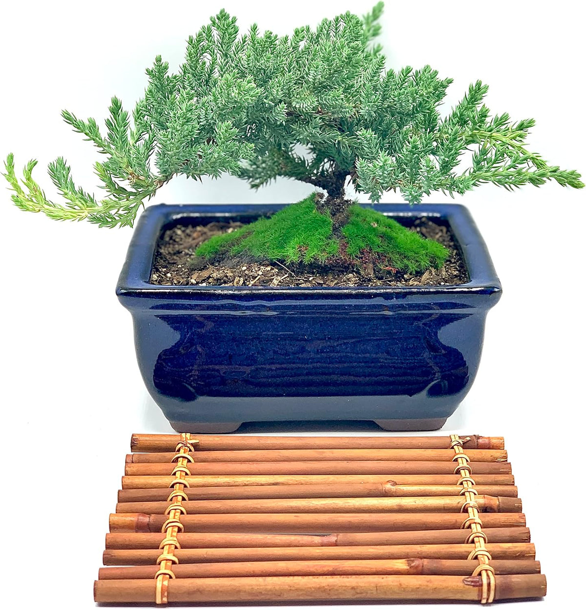 Live Dwarf Juniper Bonsai Tree 7 Year Old with Hand-Made Bamboo Stand | Juniper or Jade Bonsai Tree