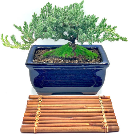 Live Dwarf Juniper Bonsai Tree 7 Year Old with Hand-Made Bamboo Stand | Juniper or Jade Bonsai Tree