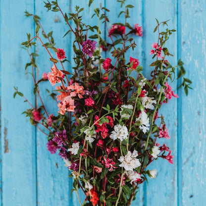 Mountain Garland Mix (Elegant Clarkia) - 250 Seeds - Beautiful Pink, Purple & White Flowers