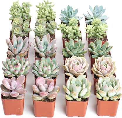 Shop Succulents Pastel Succulent Plant Pack Bulk Collection - Live Mini Succulent Plants, Low
