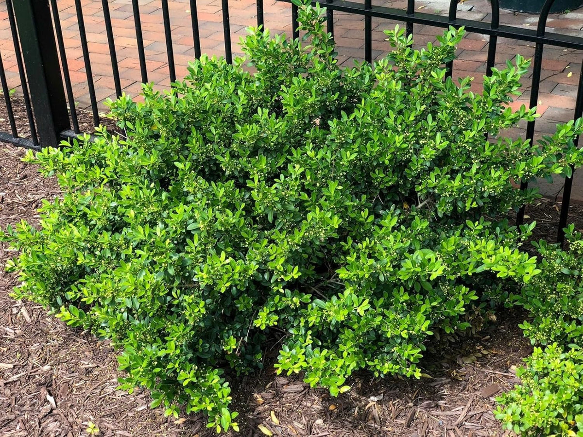 Hoogendoorn Holly Shrub I 3 Live Plants I Ilex Crenata | Lustrous Evergreen for Hedging, Privacy