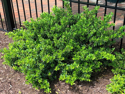 Hoogendoorn Holly Shrub I 3 Live Plants I Ilex Crenata | Lustrous Evergreen for Hedging, Privacy