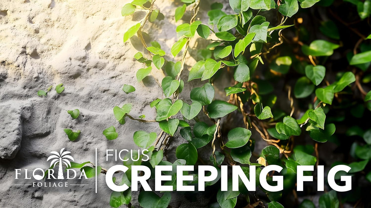 Creeping Fig Vine | 10 Live Plants | Ficus Pumila | Fast-Growing Ground Cover | Evergreen Climbing