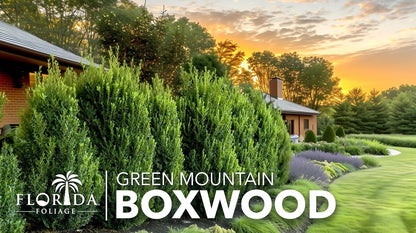 Green Mountain Boxwood | 3 Live Plants | Buxus sempervirens ‘Green Mountain’ | Evergreen Privacy