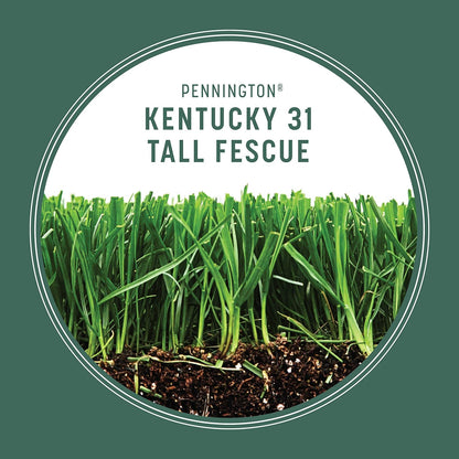 Pennington Kentucky 31 Tall Fescue Grass Seed 20 lb