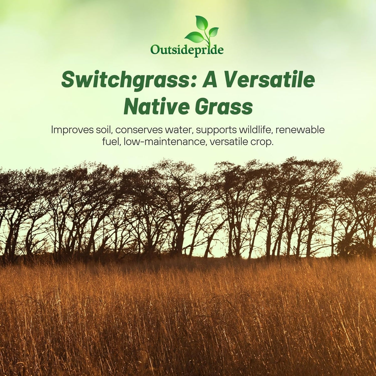 Outsidepride Switchgrass Seed - 25 lbs. Perennial Hardy, Drought & Flood Tolerant Native Grass Seed