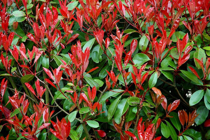Photinia Red Tip - 40 Live Plants - Photinia x Fraseri - Evergreen Landscape Shrub