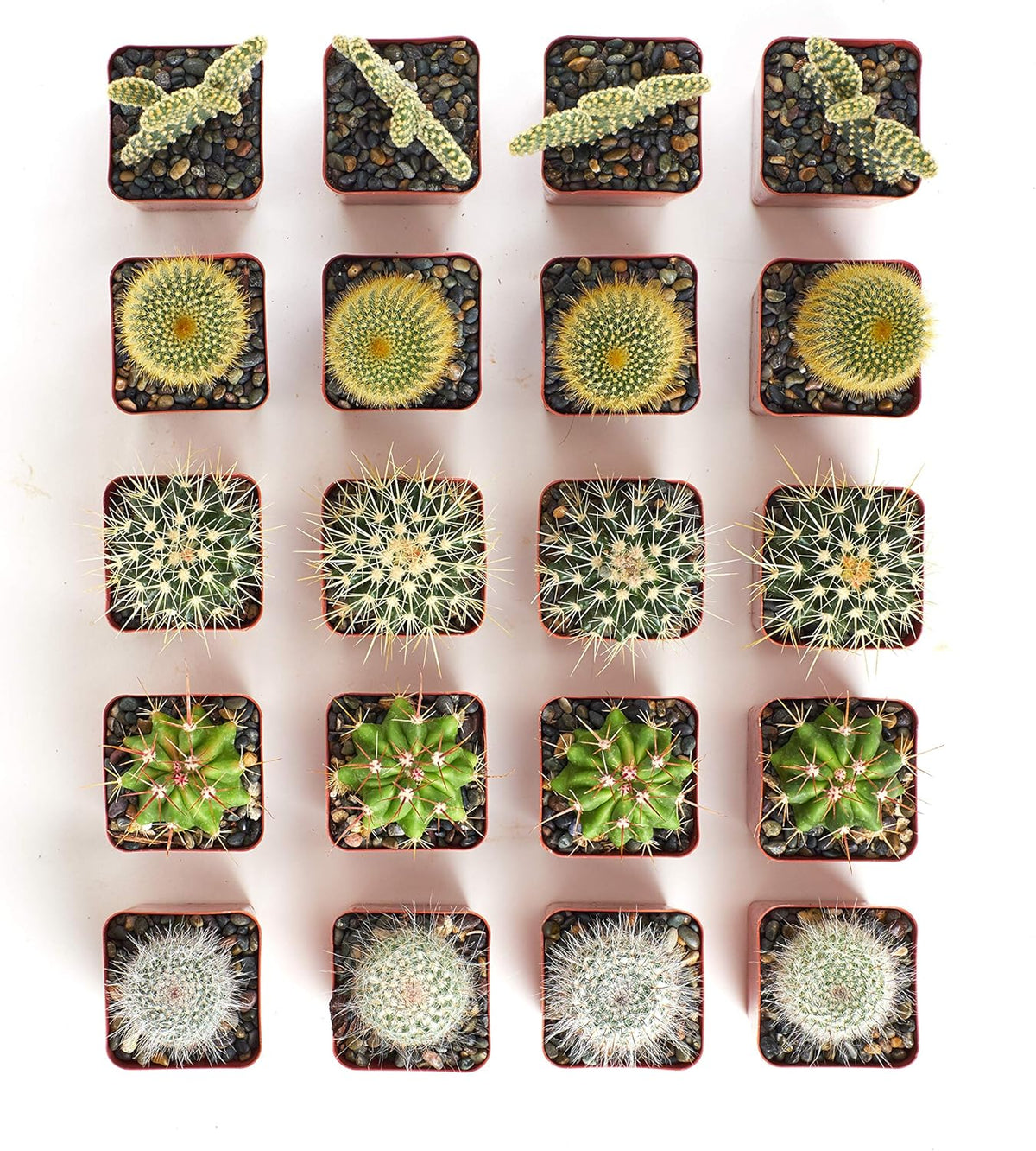 Shop Succulents Premium Live Mini Cactus Plants in Bulk 2" Pots, Easy Care Indoor or Outdoor