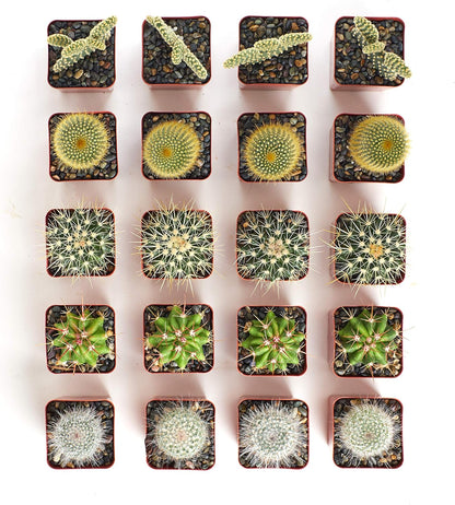 Shop Succulents Premium Live Mini Cactus Plants in Bulk 2" Pots, Easy Care Indoor or Outdoor