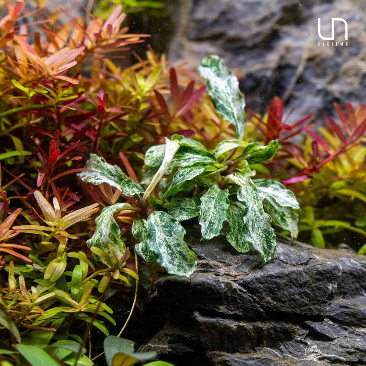 Ultum Nature Systems Live Tissue Culture - Bucephalandra Kedagang Japan- Easy - Low to Medium Light