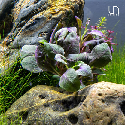 Ultum Nature Systems Lobelia Cardinalis ‘Cardinal’ Tissue Culture Live Plant for Aquarium