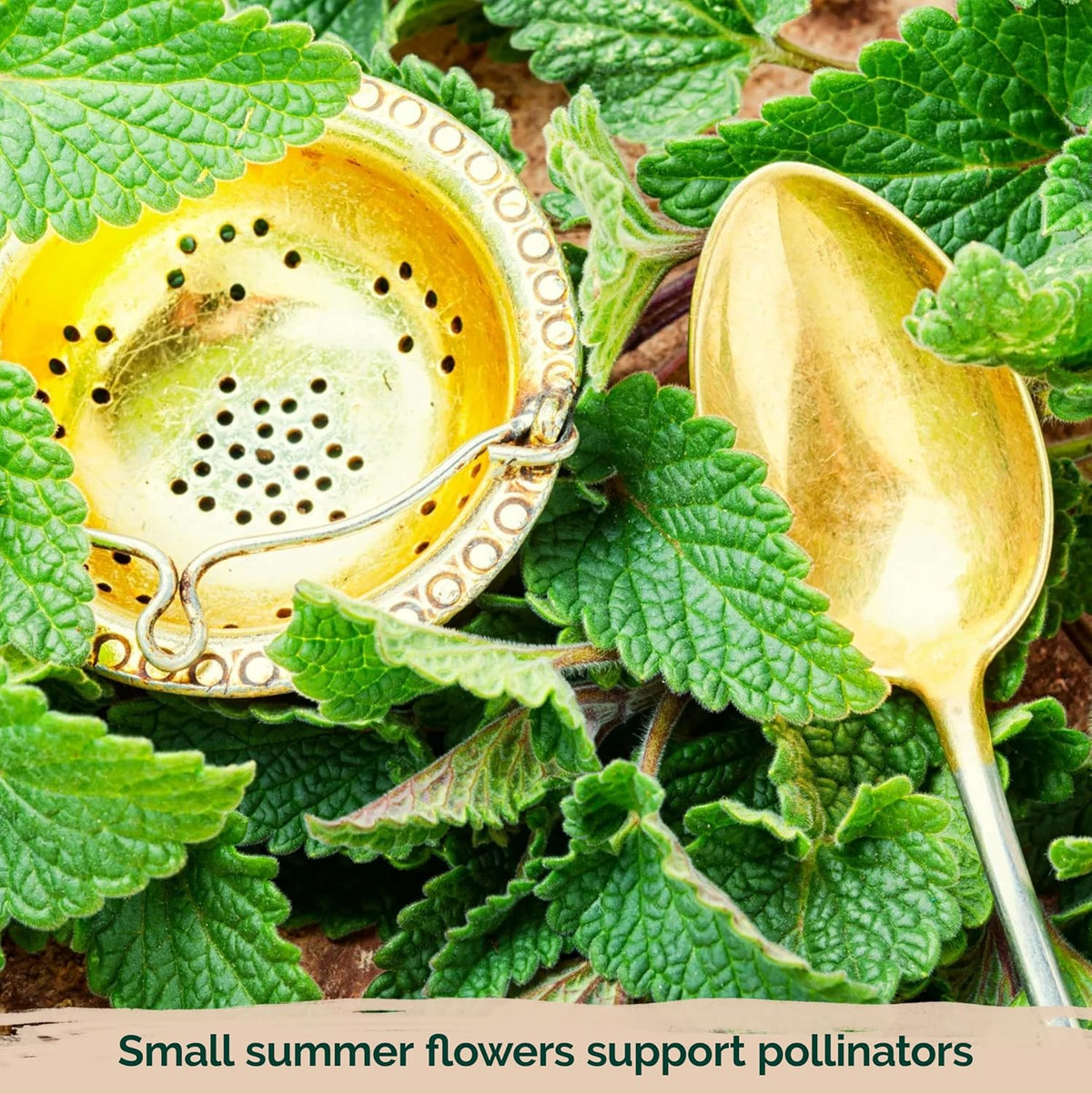 KVITER 700 Lemon Balm Seeds for Planting (Melissa Officinalis) – Heirloom & Organic Medicinal Herb