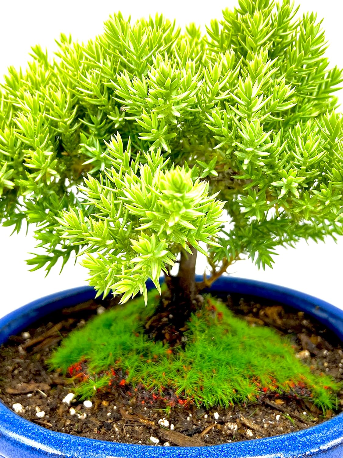Live Dwarf Juniper Bonsai Tree Small | Indoor/Outdoor | 100% Handcrafted| Home and Office Décor |